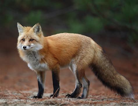 Beautiful Wildlife “red Fox By Megan Lorenz ” Red Fox Fox Pet Fox
