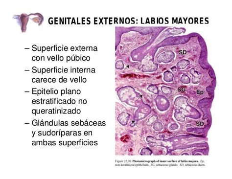 Histología De Aparato Reproductor Femenino