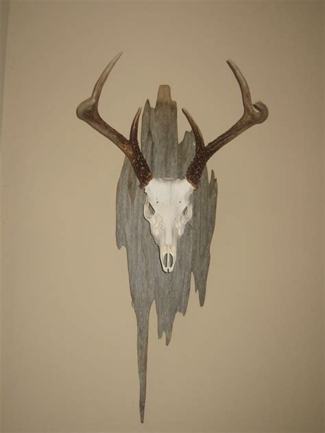 Check spelling or type a new query. Euro Mount | Deer hunting decor, Deer mounts, Antler art