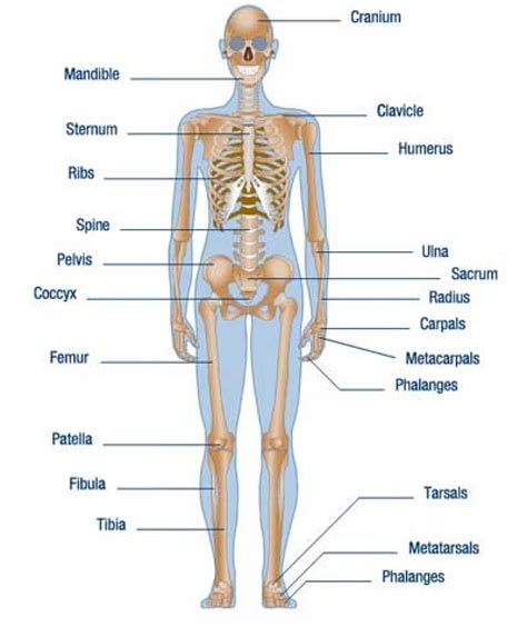Body Parts Diagram Back Labelled Diagram Of Human Body Parts Human