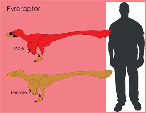Whats The The Difference Between The Velociraptor Pyroraptor And