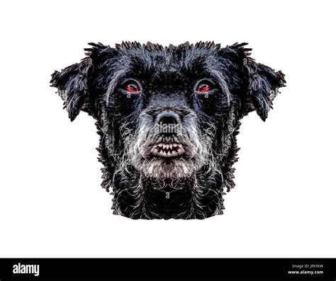 Demon Black Dog Head Isolated Stock Photo Alamy