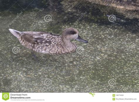 Marbled Teal Duck Stock Image Image Of Waterbird Swimming 106774533