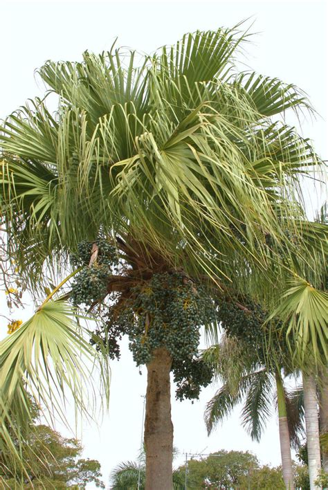 Livistona Chinensis J Exotic Rare Chinese Fan Palm Tree Palms Seed 50