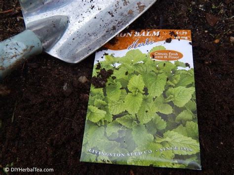 Ditch That Store Bought Lemon Balm Tea Start Growing Your Own