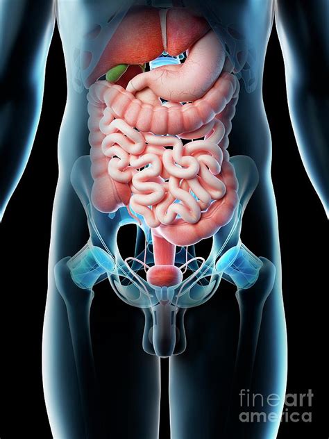 Human Anatomy Abdomen Stomach Pics Anatomy Organs Human Anatomy The