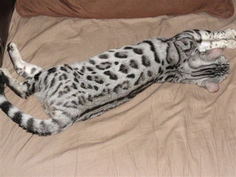 From blind and helpless newborns to adventurous and brave felines, these cats would make their wild ancestors proud. The 25+ best Bengal cat full grown ideas on Pinterest ...