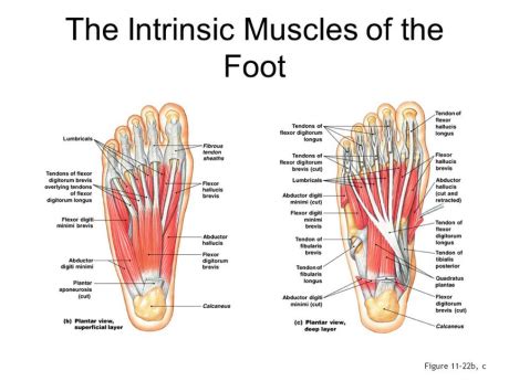 Those of the medial plantar region are connected with the great toe, and corrrespond with those of the thumb; Foot Core System | Pure Physio