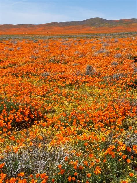 Poppies In Super Bloom Antelope Valley Poppy Reserve Flickr