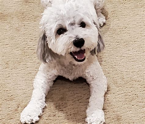 Are Poodle Maltese Mixes Hypoallergenic