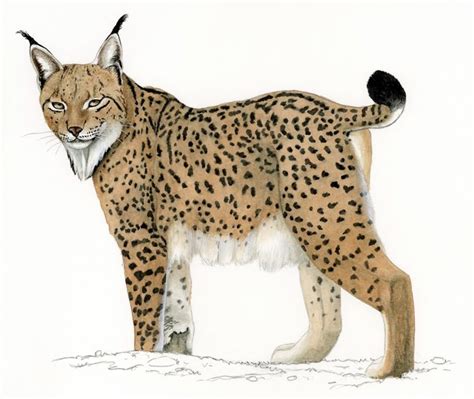 Lynx Pardinus Carles Puche