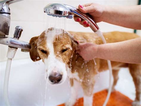 Car Wash Dog Wash Hot Deals Save 49 Jlcatjgobmx
