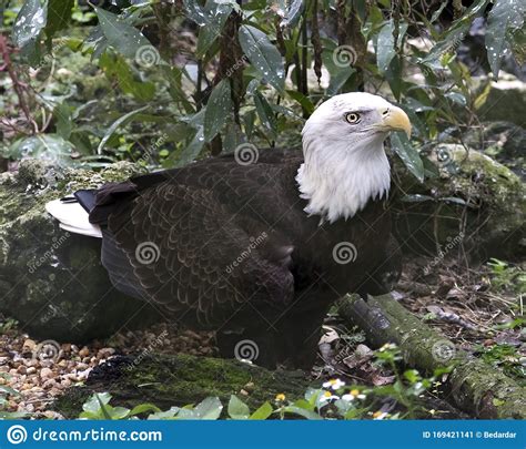 Bald Eagle Bird Stock Photos Image Portrait Picture Foliage