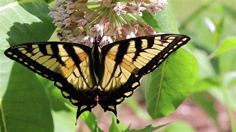 Eastern Tiger Swallowtail Butterfly Papilio Glaucus Linnaeus YouTube