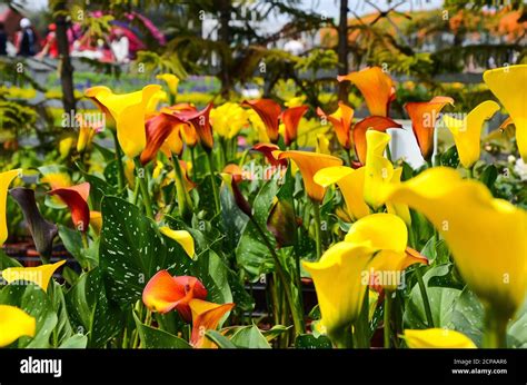 Calla Lily Zantedeschia Aethiopica Stock Photo Alamy