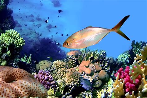 Banco De Imágenes Gratis 16 Fotografías De Peces Corales Y Arrecifes