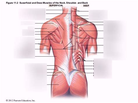 The trapezius muscle is located on the back of the upper ribcage and forms the every figurative artist must also know another important muscle called the biceps brachii. Neck And Shoulder Muscles Diagram : Shoulder Anatomy 102 A Beginner S Guide To The Major Muscles ...