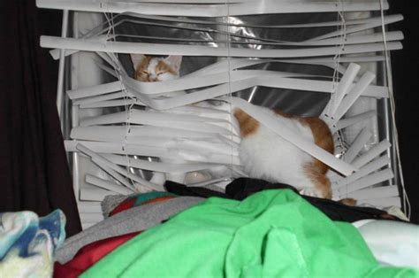 Among other things, blind cats strongly rely on their memory to help them navigate through your make sure the window screen is secure and cat proof. Robservations - the Blog of Robert Booth » Top 5 blind cats