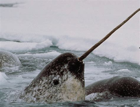 Arctic Narwhal