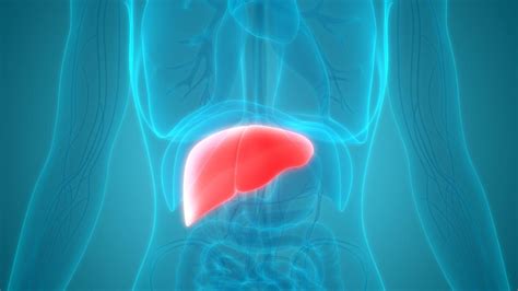 Human liver diagram stock illustration. Hemangioma of the liver: Symptoms, causes, and treatment