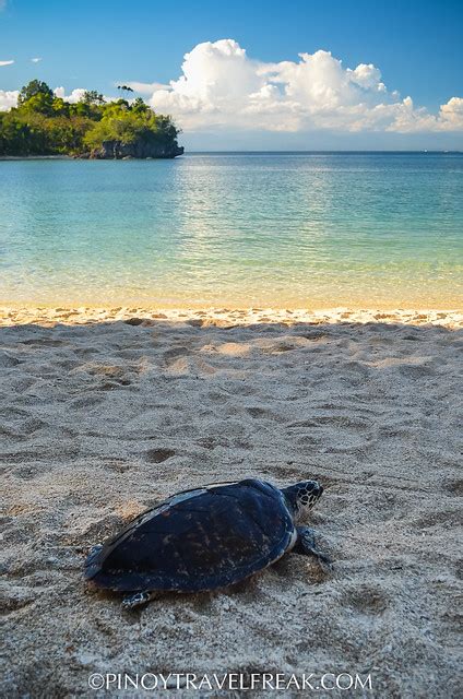 Turtle Island Is Home To A Lone Olive Ridley Sea Turtle Travel To The