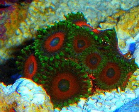 Zoanthid Coral Art Sealife Coral