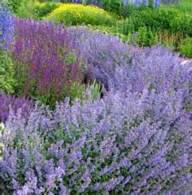 Plant type annual and perennial. Catmint Plant 'Walkers Low'