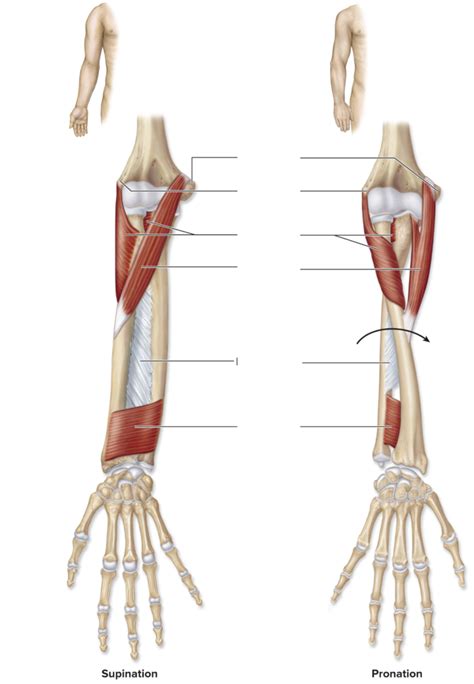 Forearm Muscles That Supinate And Pronate Diagram Quizlet