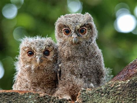 Owlets Two Owlets Indonesia Baby Owls Owl Cute