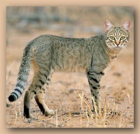 African Wildcat Felis Silvestris Lybica Has A Slim Lithe Build