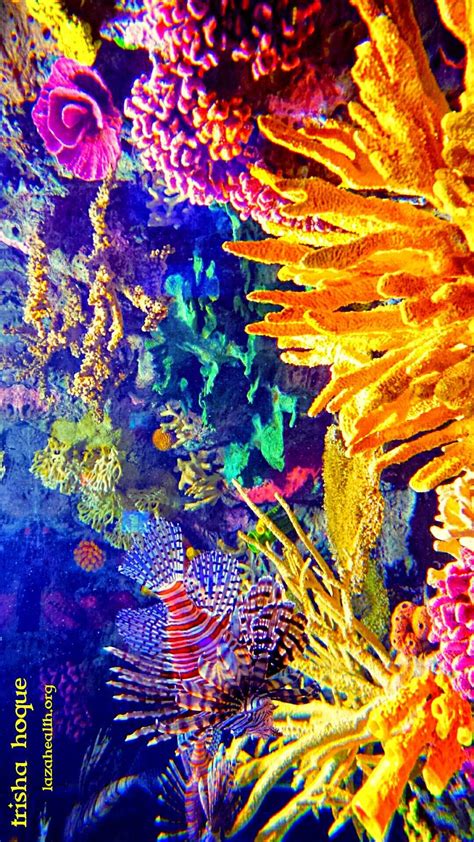 Coral Reef Painting Ideas Carolyn Steele Painting Tropical Art Print