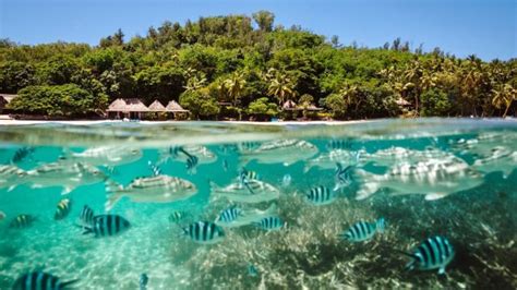 Turtle Island How The Luxury Fiji Resort Survived And Thrived During