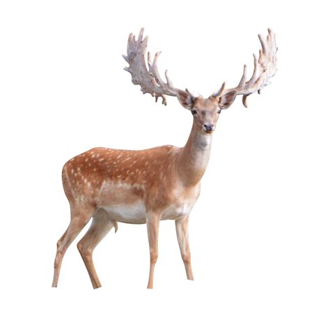 Download Deer Png Image Hq Png Image Freepngimg