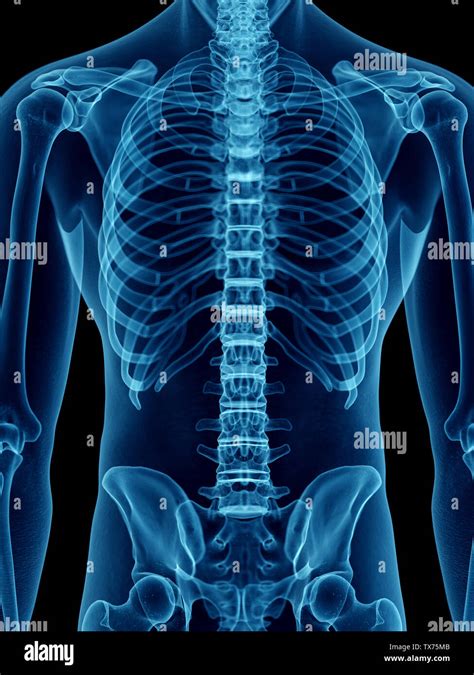 3d Rendered Medically Accurate Illustration Of A Mans Skeletal Back