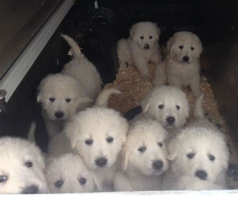 Our puppies are available to select homes with limited registration and a five generation pedigree. Maremma sheepdog puppies for sale! | Caerphilly ...