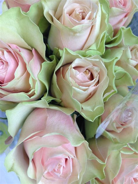 Pink And Green Roses All Things Pink Pinterest