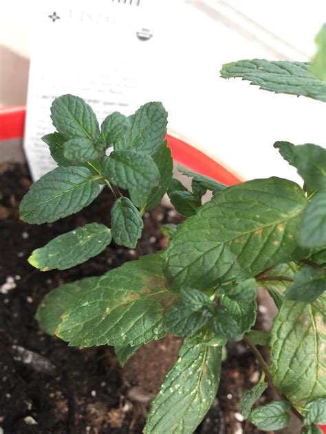 Please Help Me Save My Mint Plant The Leaves On The Mint Plant Are All