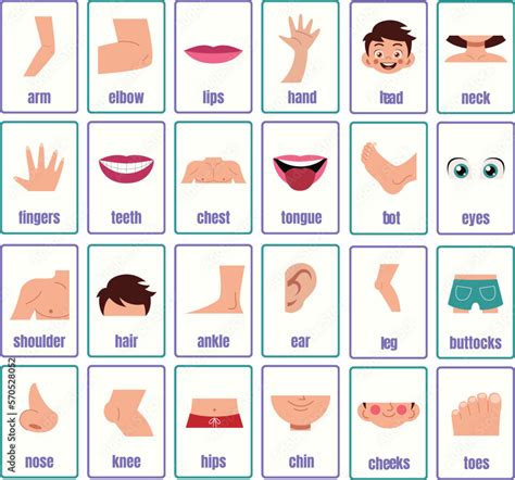 Body Parts Anatomy Flashcards Kids Learning Flashcards Parts Of Body