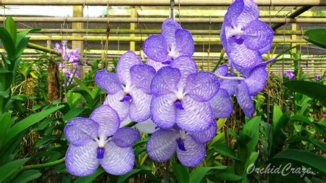 We did not find results for: OrchidCraze: Jalan-Jalan Cari Orkid : Bangkok, Thailand Part 2