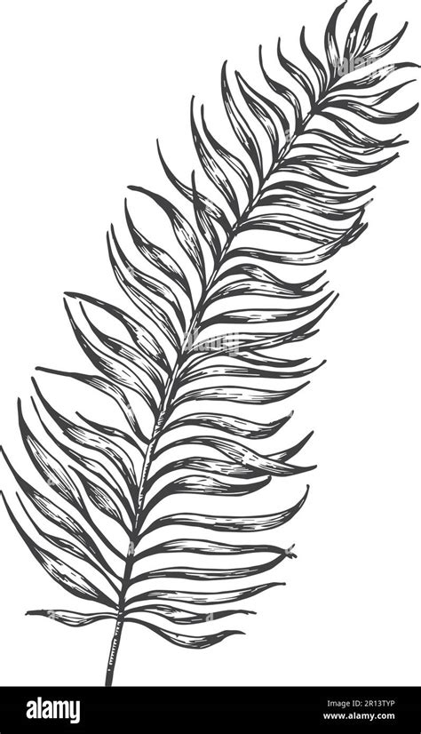 Palm Branch Hand Drawn Doodle Vector Illustration Floral Tropical Leaf