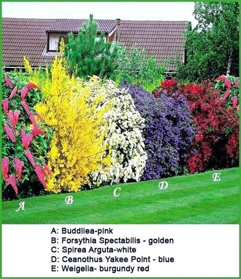It's all about planting the right tree in the right place, however. zone 5 shrubs flowering zone 5 shrubs for shade | Dream ...