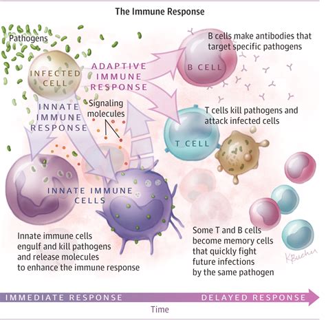 The Immune System Allergy And Clinical Immunology Jama Jama Network