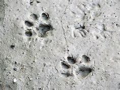 Animal tracks for a bobcat or cat in dirt or mud #animal #bobcat #cat #dirt #exhibit #impression #mud #museum #puma #track. Difference Between Bobcat and Coyote Track Track | Mountain Lion Tracks In Mud The coyote track ...