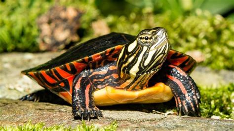 How To Take Care Of Eastern Painted Turtle Foolproof Guide The