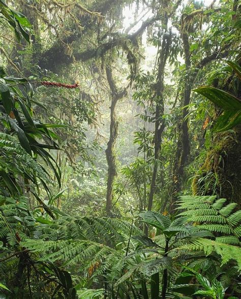 Rainforest In Monteverde Costa Rica X Oc Nature