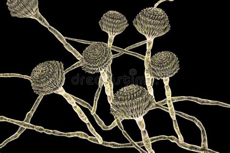 Fungi Aspergillus Black Mold Stock Illustration Illustration Of