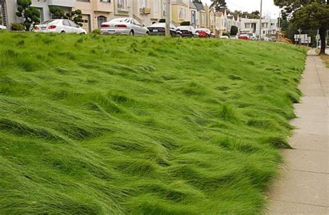 Grass Types Fine Fescue Nutri Lawn