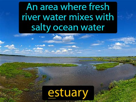 Estuary Definition And Image Gamesmartz