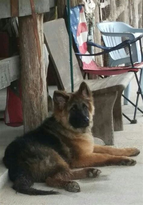 Vhr Achilles Ultra Fatimo Gsd Hanging Out In The Barn Achilles
