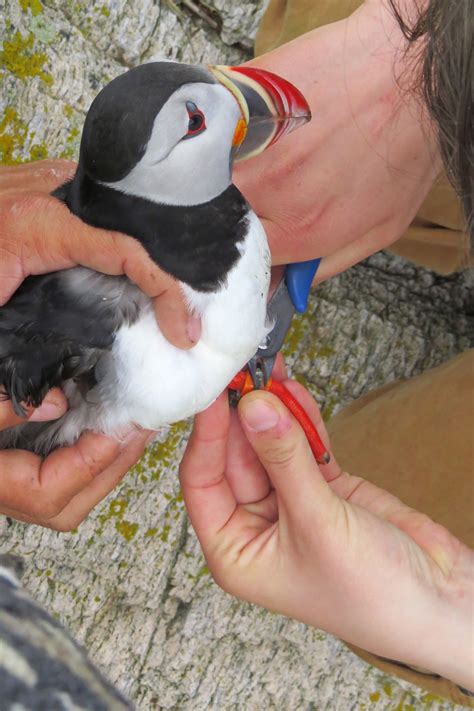 Scientists Solve Mystery Of Where Puffins Go In The Winter Portland